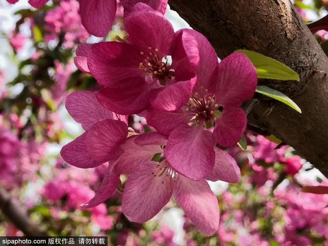 全球十大最美花海街区：京城赏花，想来莫奈花园看看吗(1)