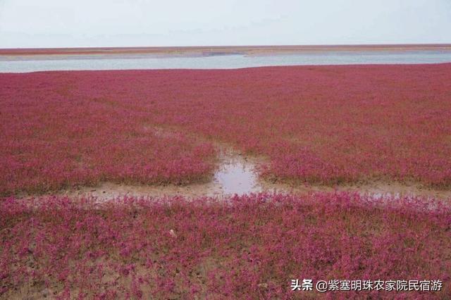 盘锦红海滩一年四季是红色的吗（辽宁盘锦初秋季节的红海滩）(3)