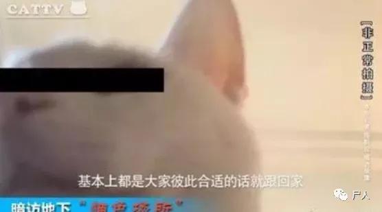 暗访猫咪吸猫场所（卧底地下吸猫场所）(21)