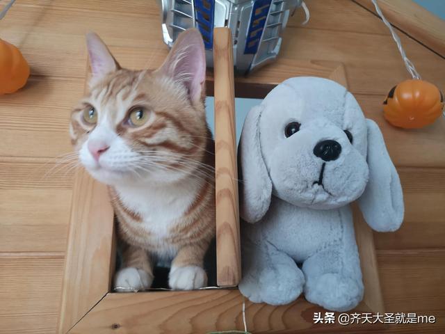 绝育后的小猫咪有多黏人（绝育后的小猫咪又恢复了乖巧可人）(1)