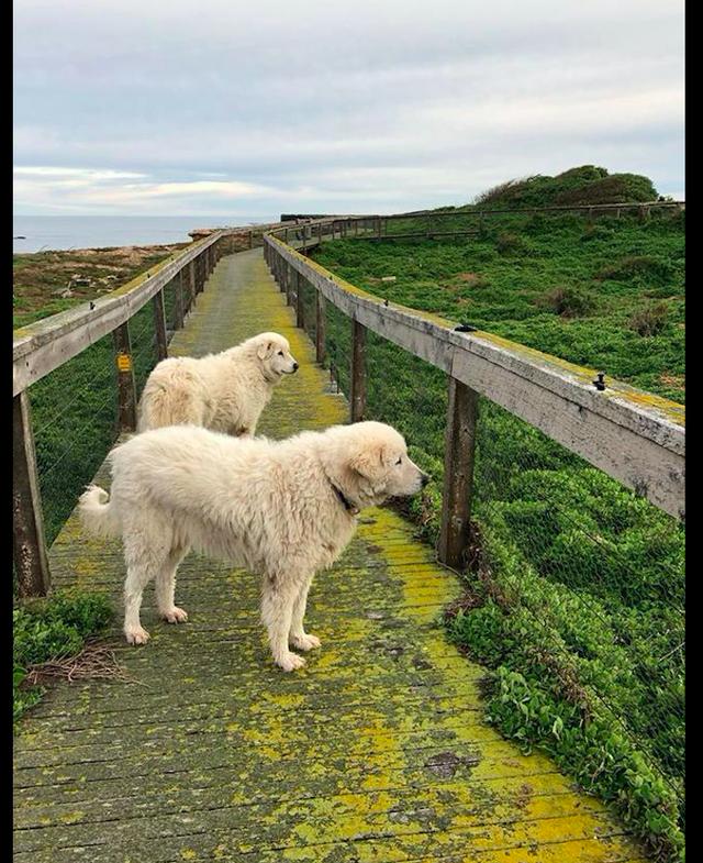 牧羊犬保护小企鹅，牧羊犬挺身而出日夜保护它们(2)