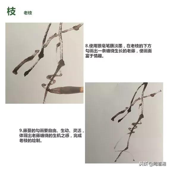 国画葡萄的画法一步一步教大家（写意葡萄的详细图文教程）(8)