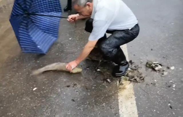 城市河道放水后鱼一般在哪里（暴雨后城区变鱼塘）(2)