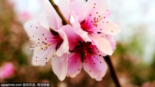 全球十大最美花海街区：京城赏花，想来莫奈花园看看吗(4)