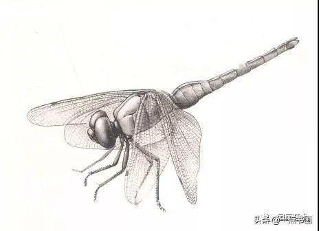 国画蜻蜓的画法步骤 图文（国画教程红蜻蜓的工笔画法步骤分解）(3)