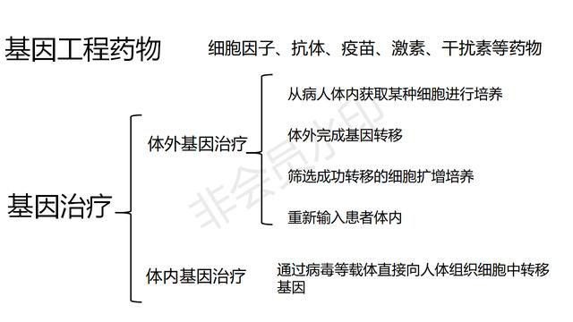 高中基因工程的知识点（带你学高中生物）(13)