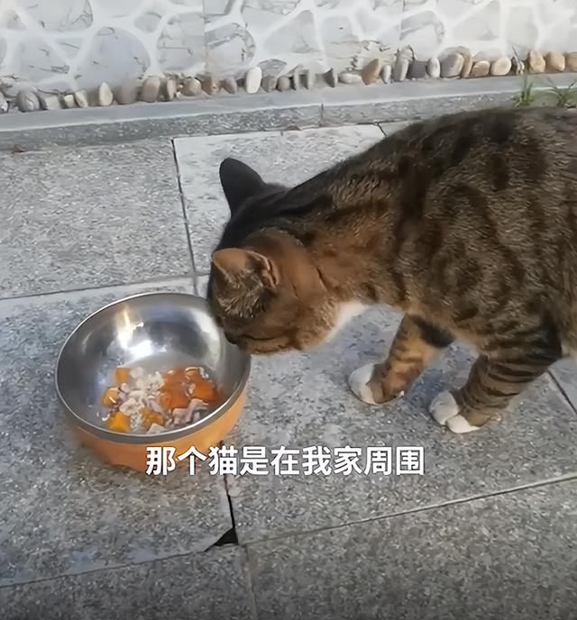 猫咪生完小猫一直待在猫砂盆里（女子连续1个月投喂流浪猫）(3)