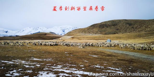 新西兰南岛旅游攻略自由行（夏季到新西兰来看雪）(37)