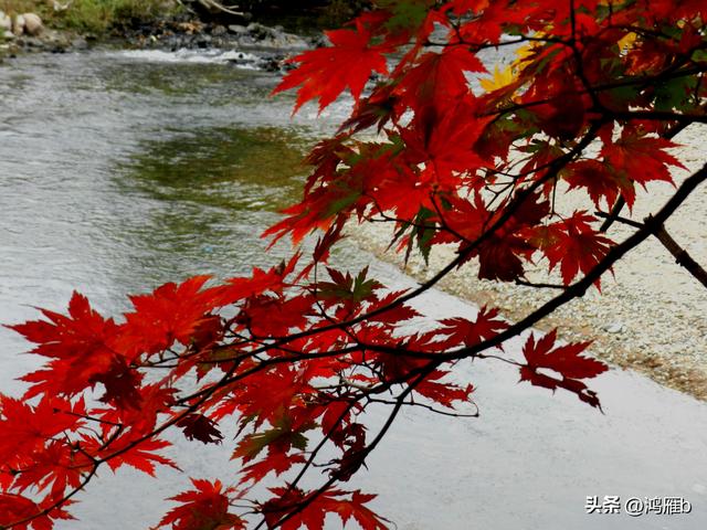 本溪汤沟花溪沐温泉航拍（本溪汤沟花溪沐温泉小镇枫情万种）(57)