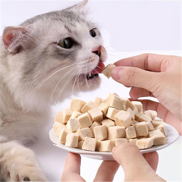 猫咪最爱吃的10种食物（这些食物对猫咪来说）(7)