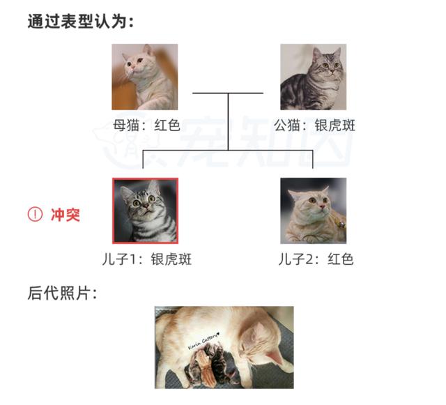 猫的红色基因为什么检测不出来（重大突破猫红色基因）(16)