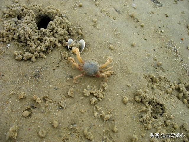 最真实的海边赶海（海边真的能捡到那么多的海货吗）(5)