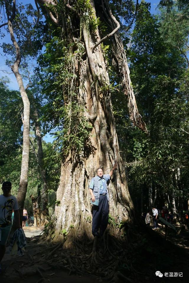 西双版纳避坑旅游必备攻略（云南西双版纳之十八）(4)