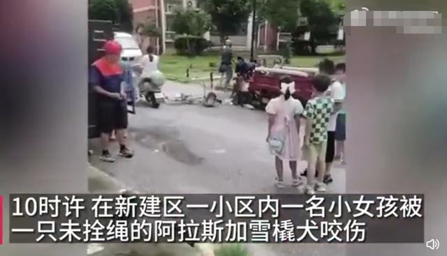 城区散养狗 咬伤小孩家犬保卫主人（狗主人太自信未拴绳）(2)