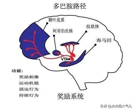 白凤头鹦鹉得抑郁症（英国一鹦鹉因男主人有新欢）(5)