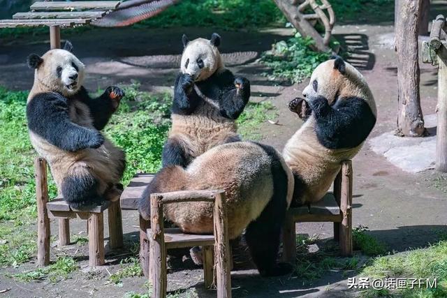 上海野生动物园黑猩猩（上海野生动物园猩猩砸人）(5)