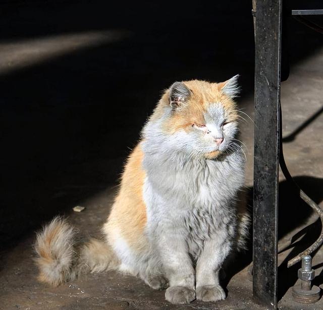 哪种猫寿命长好养（猫界寿命最短的4种猫）(5)