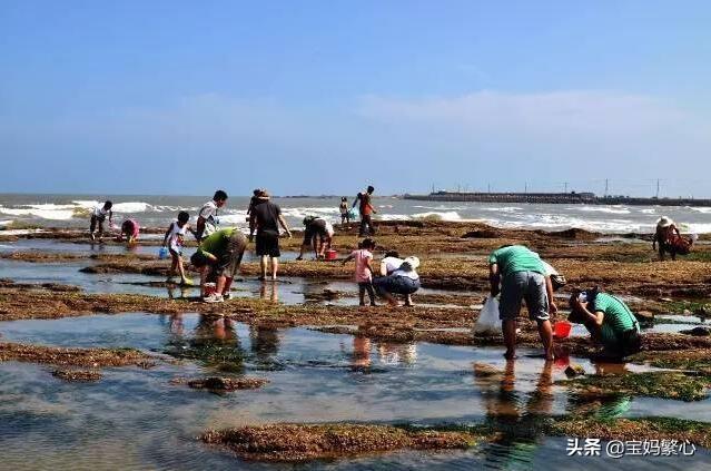 最真实的海边赶海（海边真的能捡到那么多的海货吗）(4)