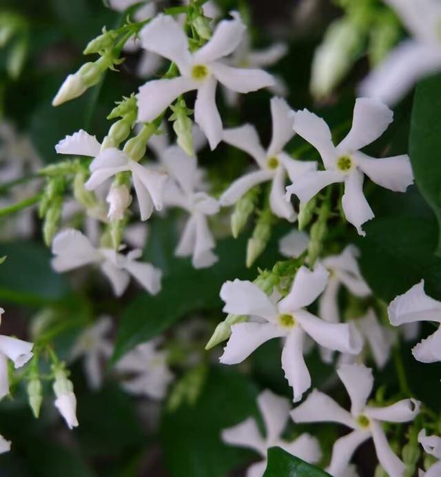 四季爬藤的花有哪些品种（有一种花漂亮清香）(7)