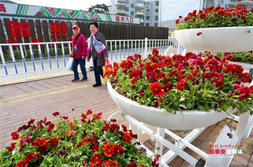 泰安美丽乡村墙绘（泰安城市园丁花摆扮靓市容）(3)