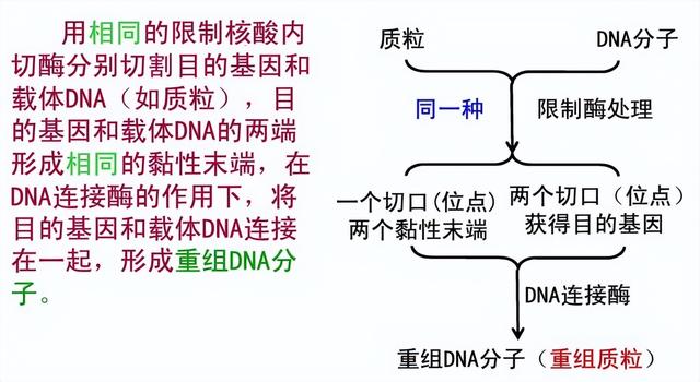 高中生物基因工程技术有哪些（高中生物基因工程中9个重要知识图解）(10)