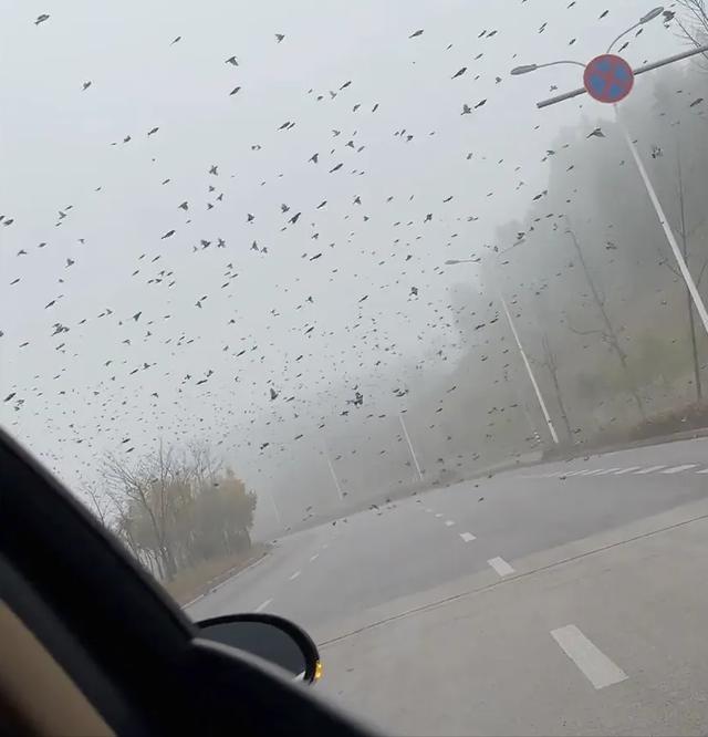 四川某地现大量鸟怎么回事（多个城市现大量鸟群）(9)