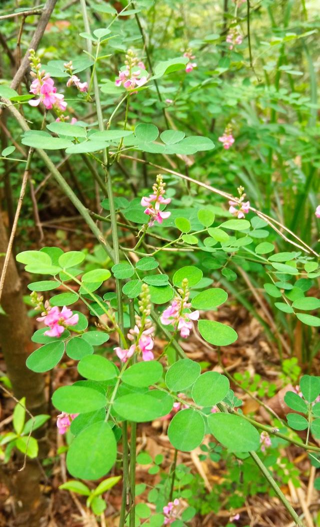 桃花峪登山线路适合步行吗（下午徒步桃花岭公园）(7)