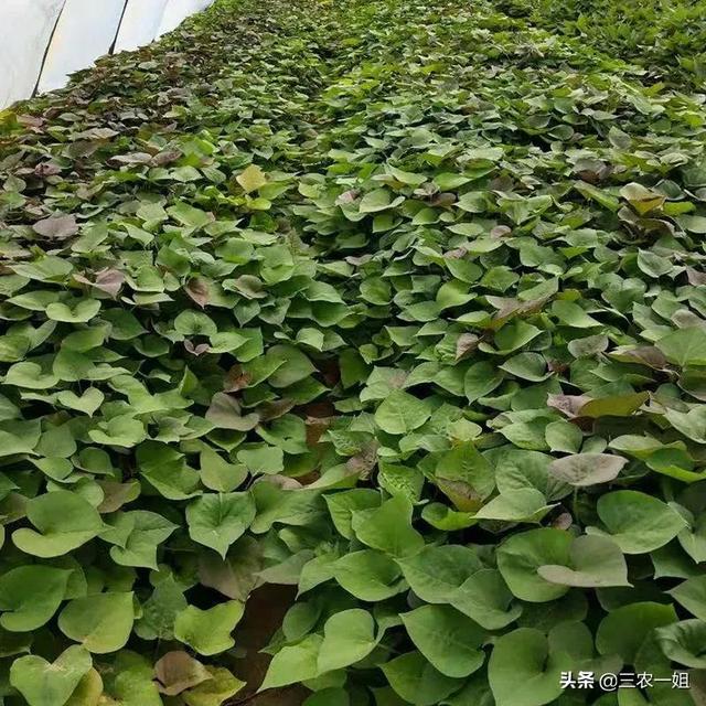 红薯大田苗育苗技巧（又到红薯育苗季节）(4)