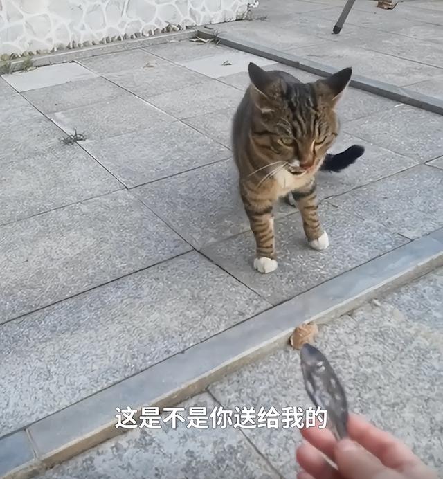 猫咪生完小猫一直待在猫砂盆里（女子连续1个月投喂流浪猫）(6)