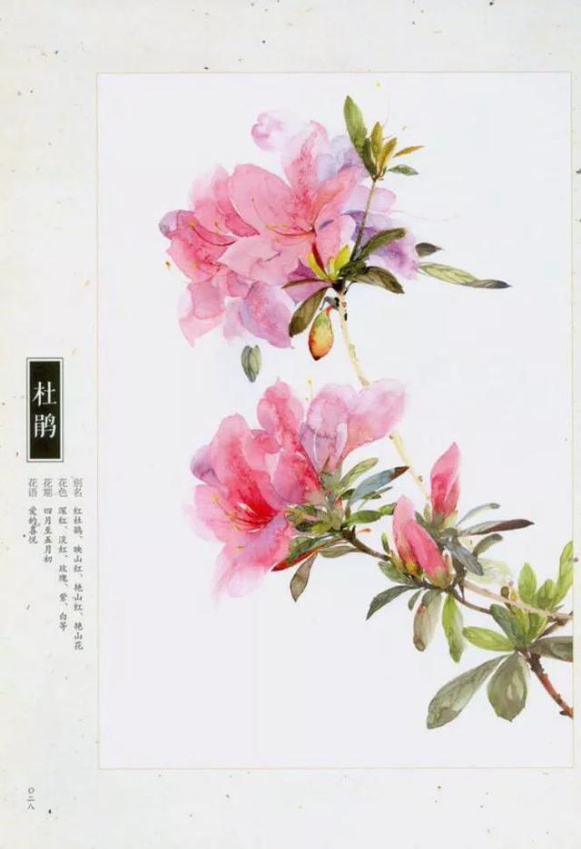 工笔画杜鹃花白描（工笔写意杜鹃花）(8)