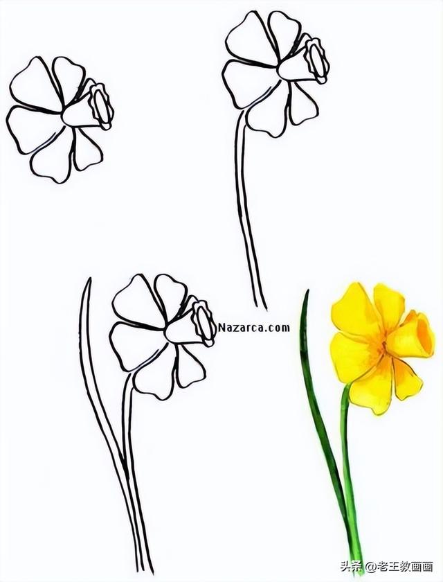 花卉的简笔画教程（花卉的简笔画教程）(1)