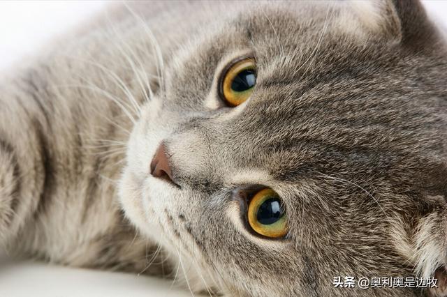 初学者养猫还是养狗（养猫好还是养狗好）(3)