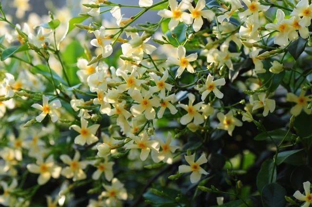 四季爬藤的花有哪些品种（有一种花漂亮清香）(12)