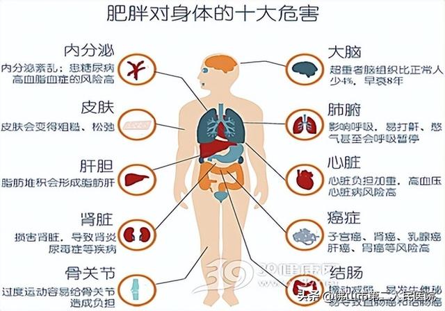 减肥期中午吃饱了还能减肥吗（节后不要急速减肥）(4)