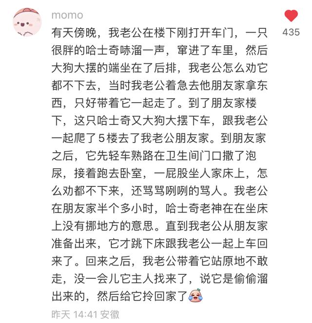 狗和一群狗晚上去玩见到主人（主人满大街找狗）(14)