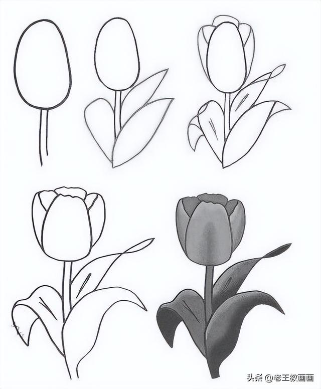 6幅花卉简笔画教程（6幅花卉简笔画教程）(3)