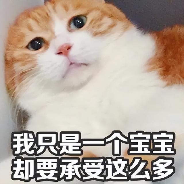 不容易养的猫（这5种猫很难养却被）(1)