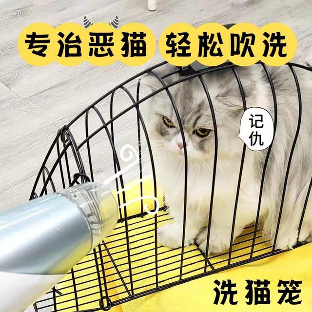 怎样给猫咪洗澡的正确方法（学会这些小技巧）(4)