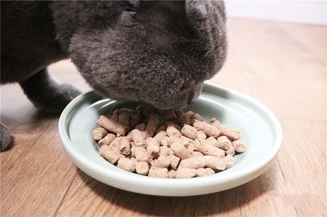 猫咪最爱吃的食物是哪几种（实不相瞒这几种食物）(9)