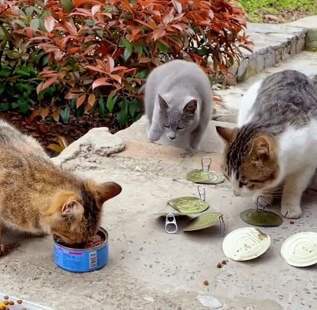 为什么美短猫的弃养率这么高（英短猫的弃养率攀升）(5)