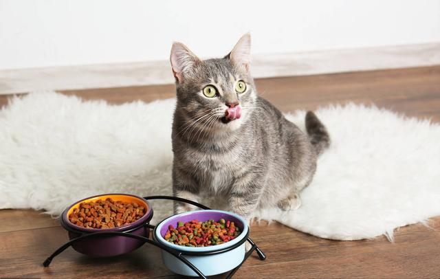 猫咪最爱吃的10种食物（这些食物对猫咪来说）(8)