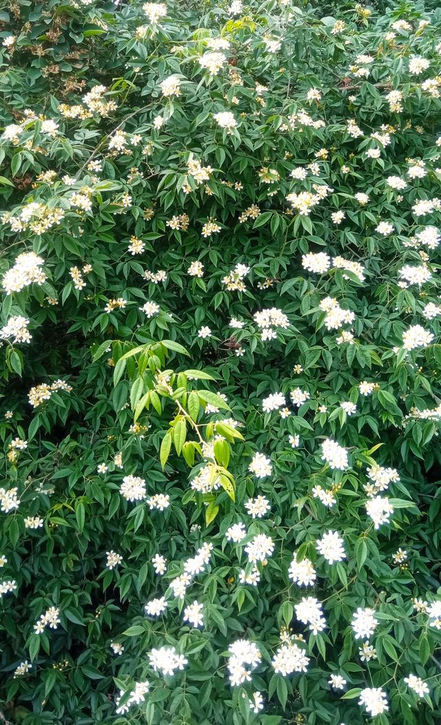 桃花峪登山线路适合步行吗（下午徒步桃花岭公园）(5)