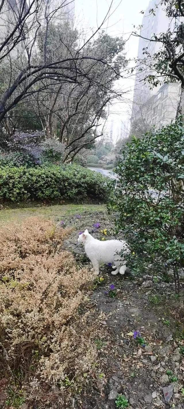 猫咪喂团子好暖心（祝贺猫咪团子有了一个家）(4)