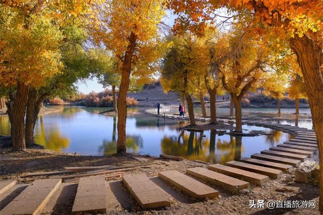 额济纳旗大漠胡杨林景区游览攻略（来额济纳深度体验游）(5)