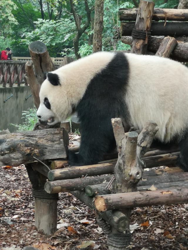 大熊猫为什么会作为吉祥物（大熊猫竟然可以抱膝坐）(10)