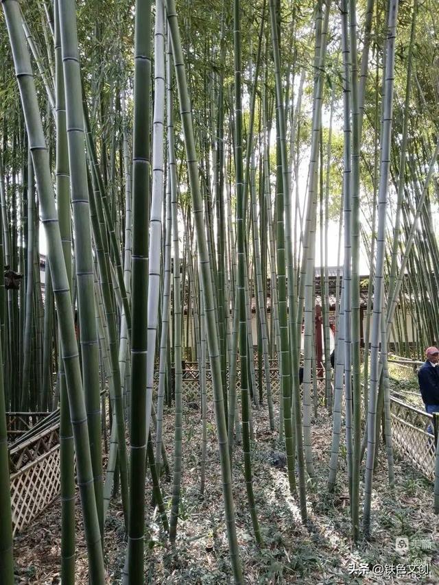 镇江一日游焦山（铁兵游记江中浮玉）(38)