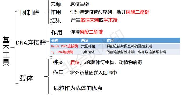 高中基因工程的知识点（带你学高中生物）(3)