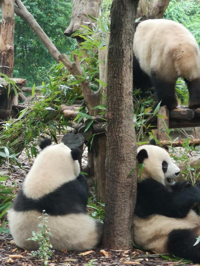 大熊猫为什么会作为吉祥物（大熊猫竟然可以抱膝坐）(8)